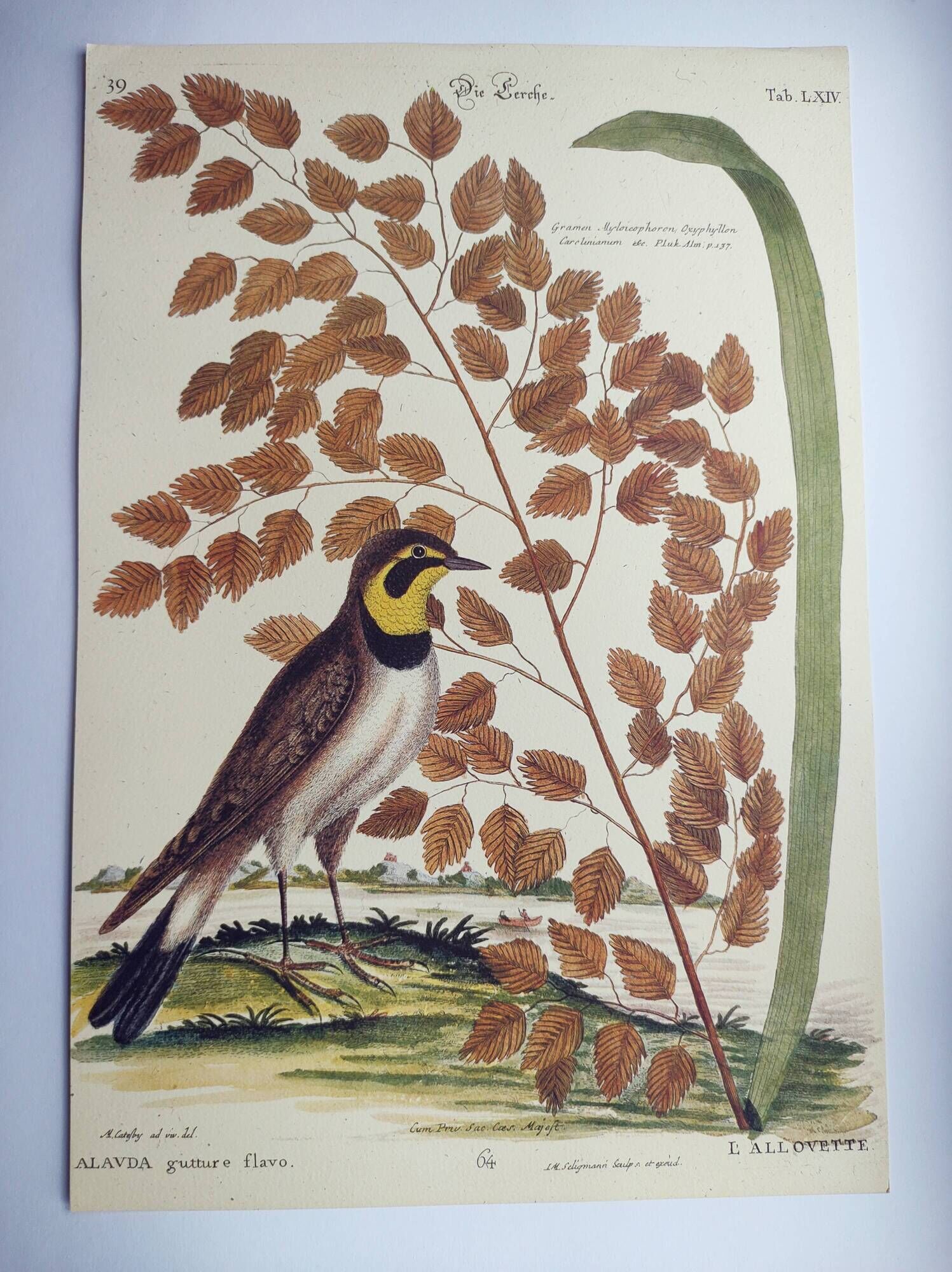 Old bird engraving -L'Allouette- Vintage zoological board from 1973 by Seligmann & Catesby