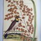 Old bird engraving -L'Allouette- Vintage zoological board from 1973 by Seligmann & Catesby