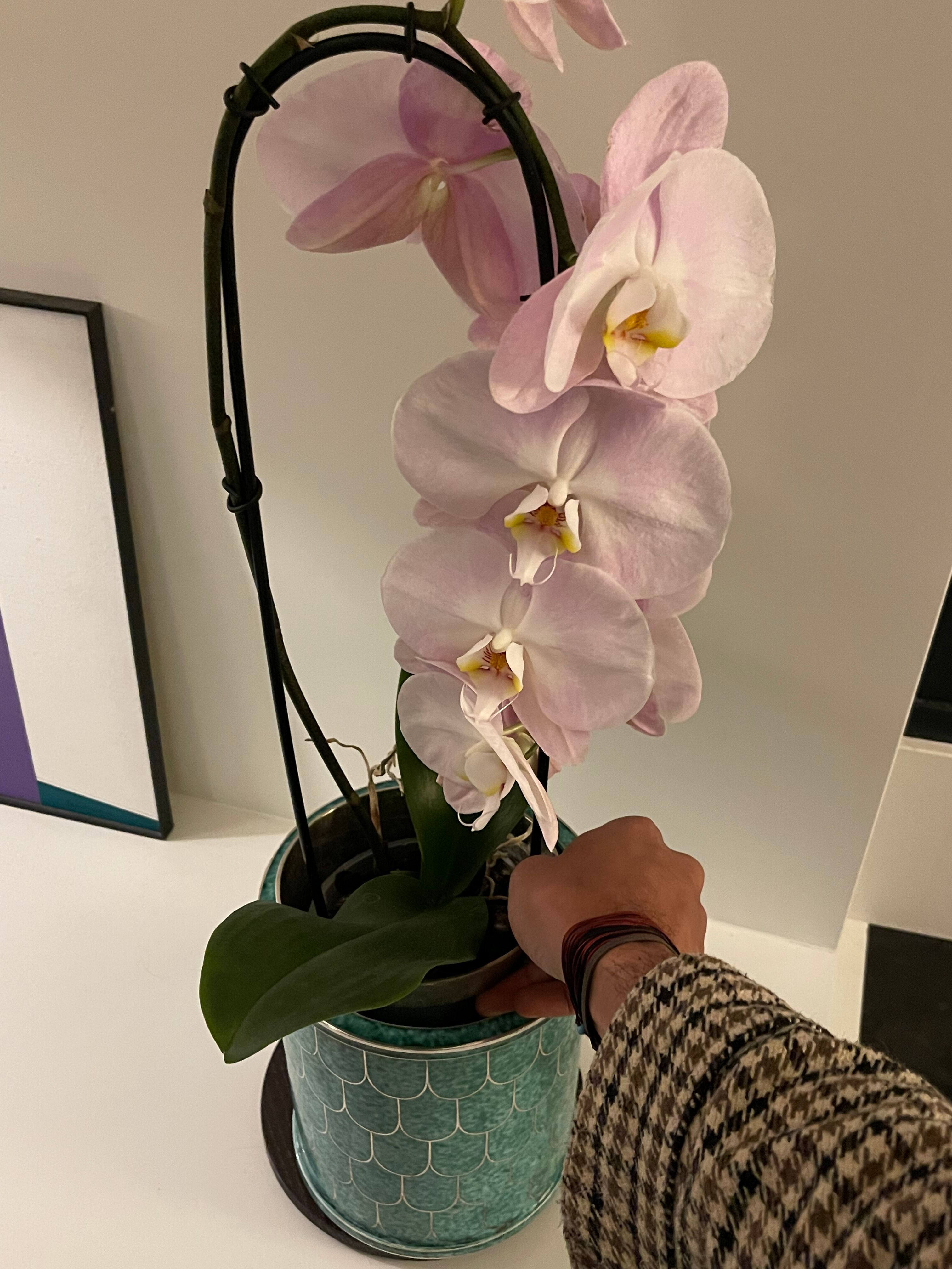 Gustavsberg Argenta wilhelm kage