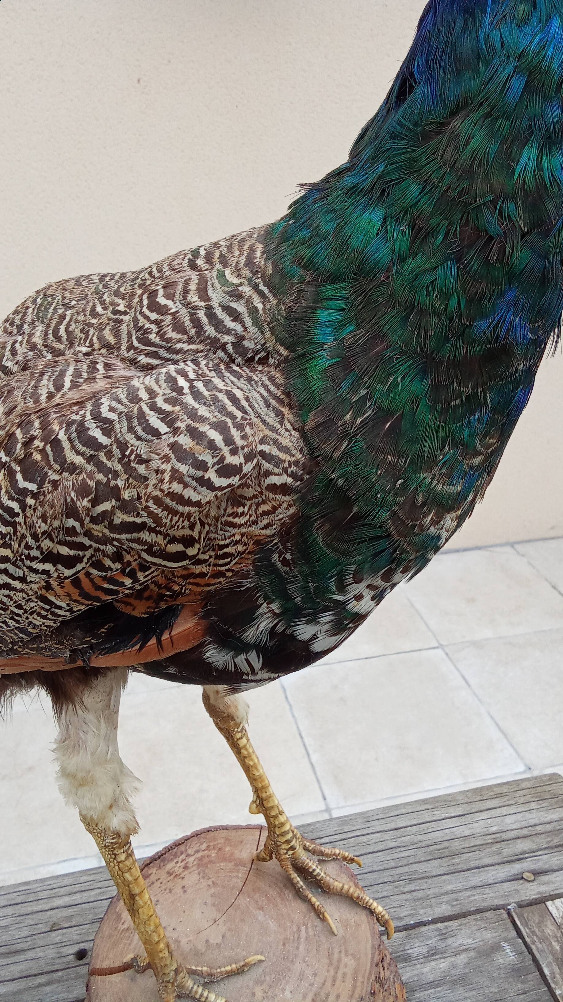 Taxidermy cabinet of curiosities stuffed peacock