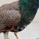 Taxidermy cabinet of curiosities stuffed peacock