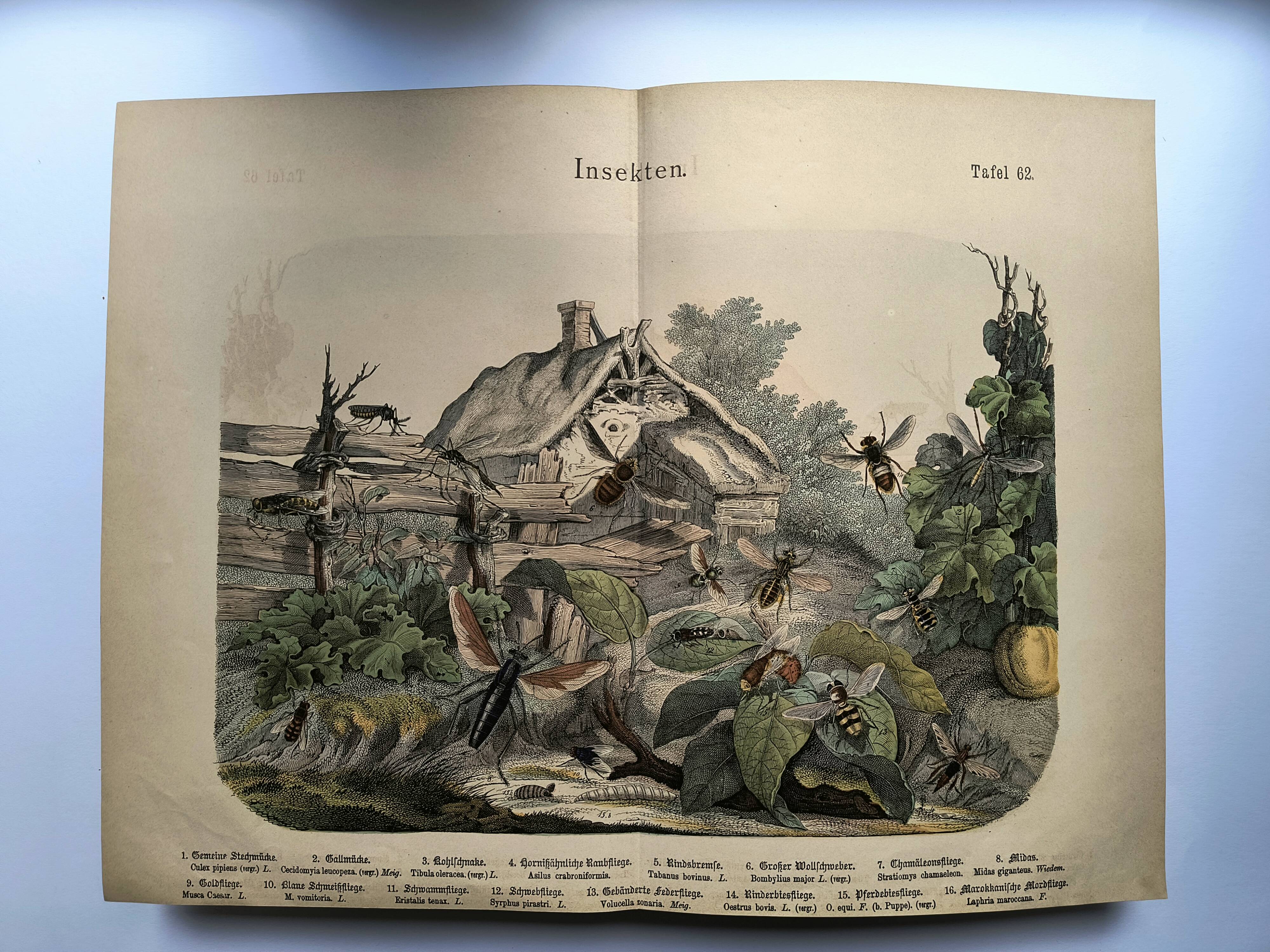 Engraving from 1886 - Insects on the farm - Vintage old lithograph