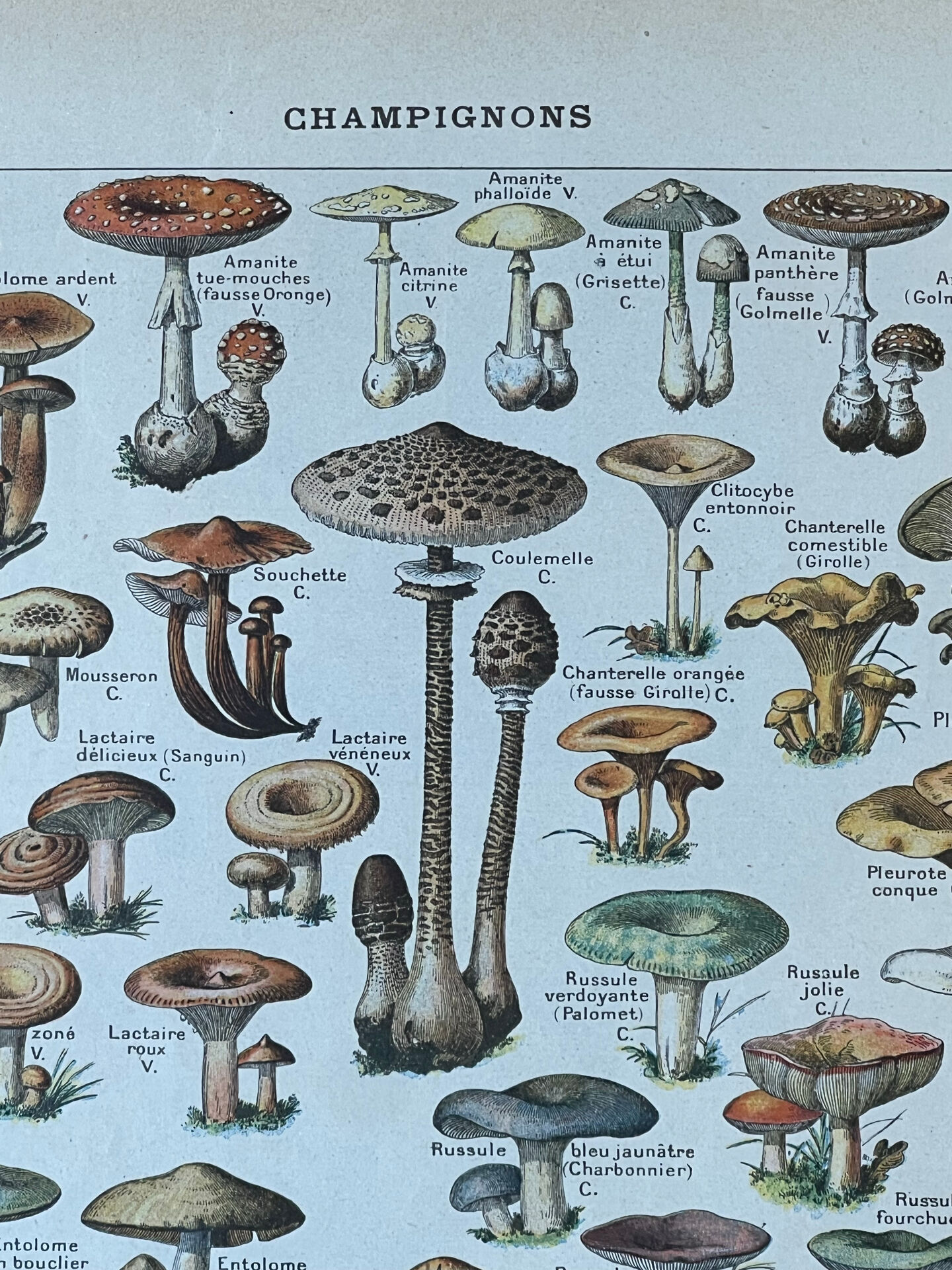 Botanical plate "Mushrooms" - 29x19.5cm