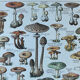 Botanical plate "Mushrooms" - 29x19.5cm