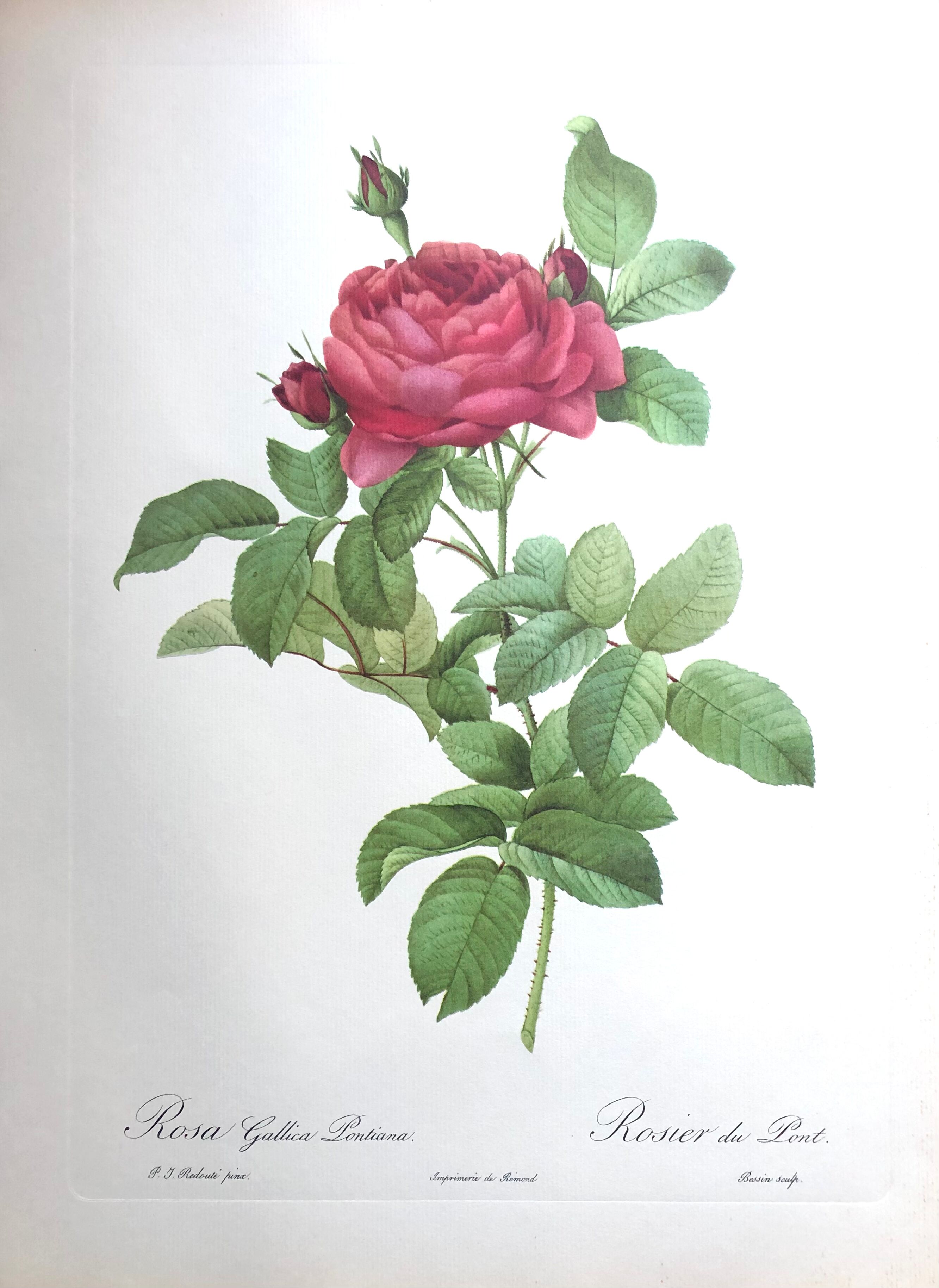 Affiche botanique - Roses de Pierre-Joseph Redouté