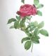 Affiche botanique - Roses de Pierre-Joseph Redouté