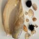 Collection de coquillages