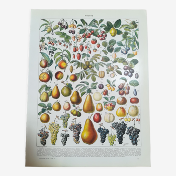 Lithograph on fruits from 1928