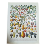Lithograph on fruits from 1928