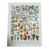 Lithograph on fruits from 1928