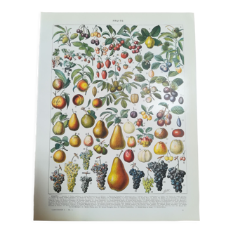 Lithographie sur les fruits de 1928