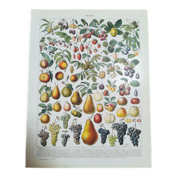 Lithographie sur les fruits de 1928