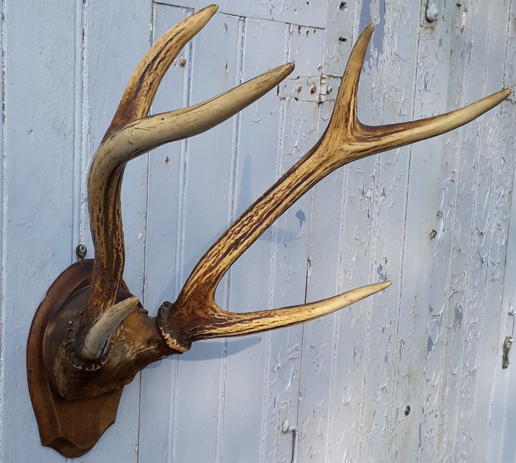 Slaughter of deer on coat of arms