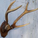 Slaughter of deer on coat of arms