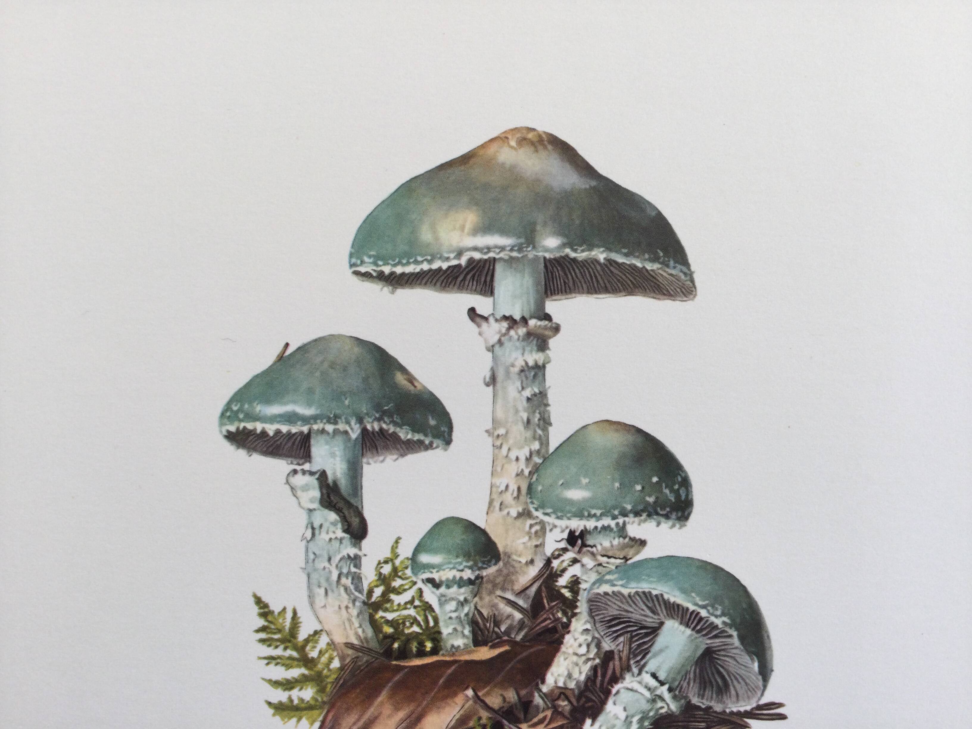 Botanical Illustration Mushrooms Strophaire Vintage Print 60s