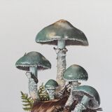 Botanical Illustration Mushrooms Strophaire Vintage Print 60s