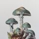 Botanical Illustration Mushrooms Strophaire Vintage Print 60s