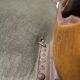 Louis Philippe style living room in walnut signed Grange, early 20th century