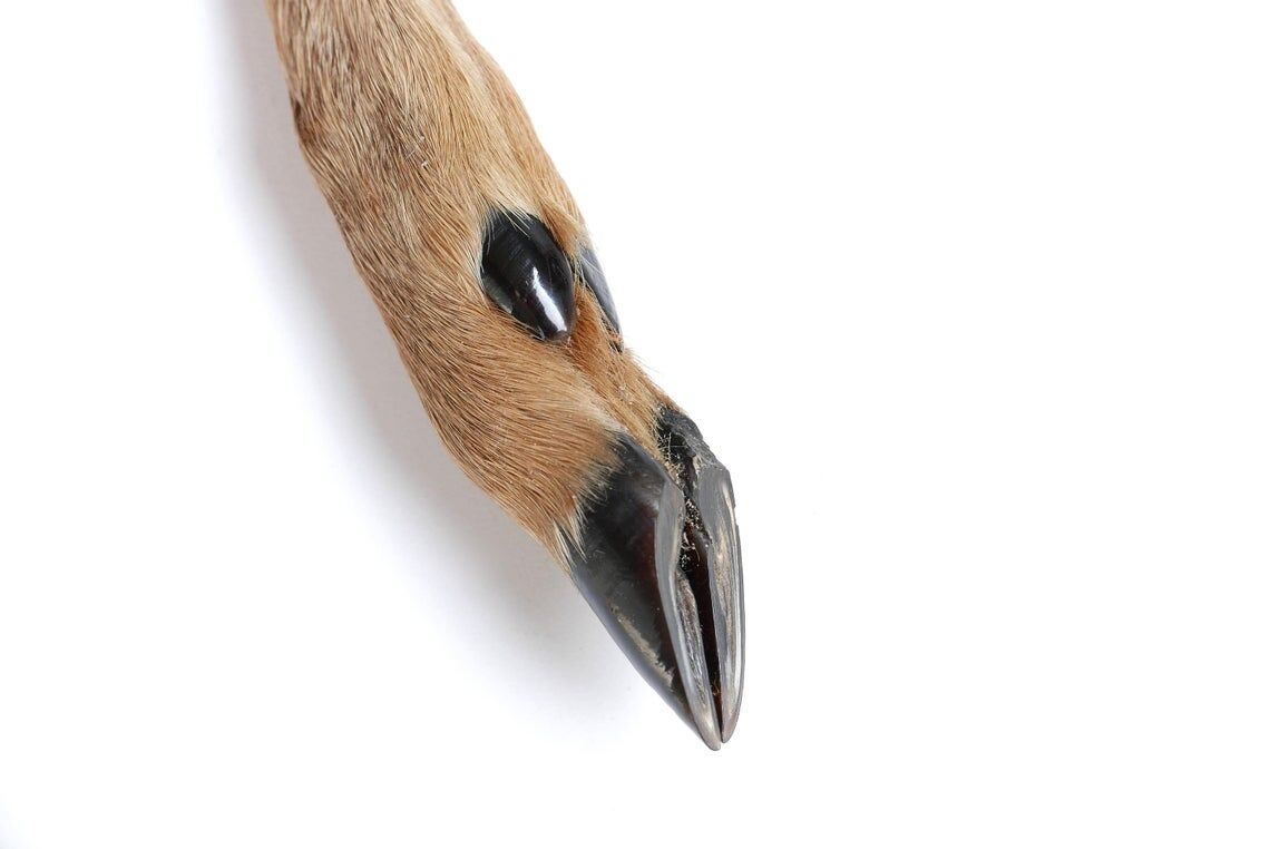 Coupe papier, manche patte de biche, années 60
