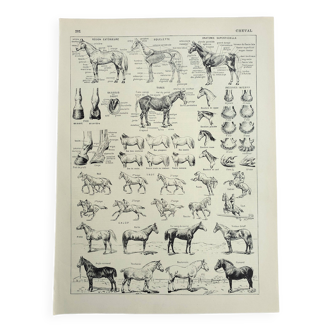 Gravure ancienne 1928, Cheval, anatomie, races, monture, galop • Lithographie, Planche originale