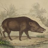 Original framed zoological plate, from 1839 " Pig & Boar "