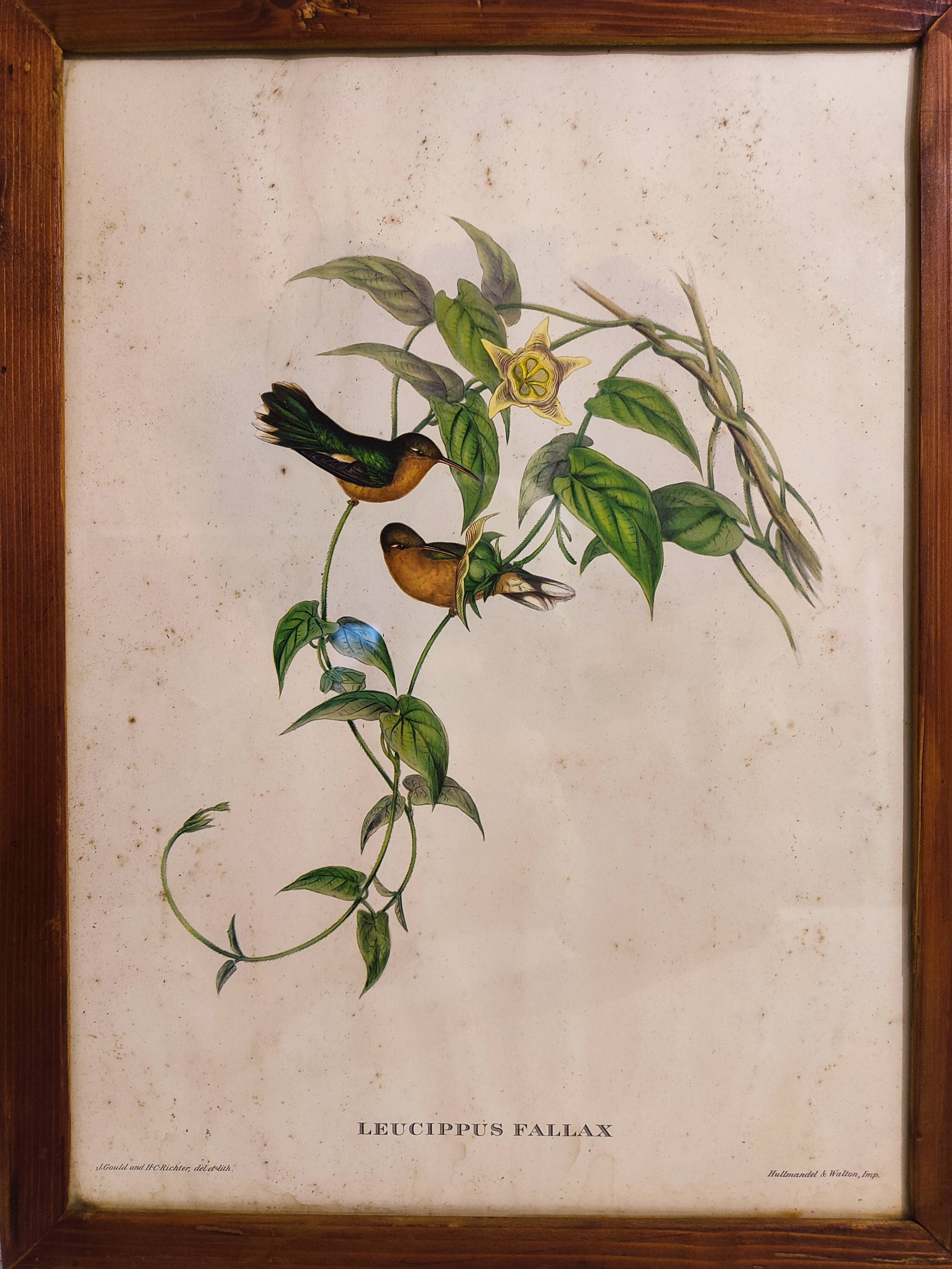 Gould lithograph enhanced hand hummingbird
