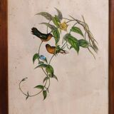 Gould lithograph enhanced hand hummingbird