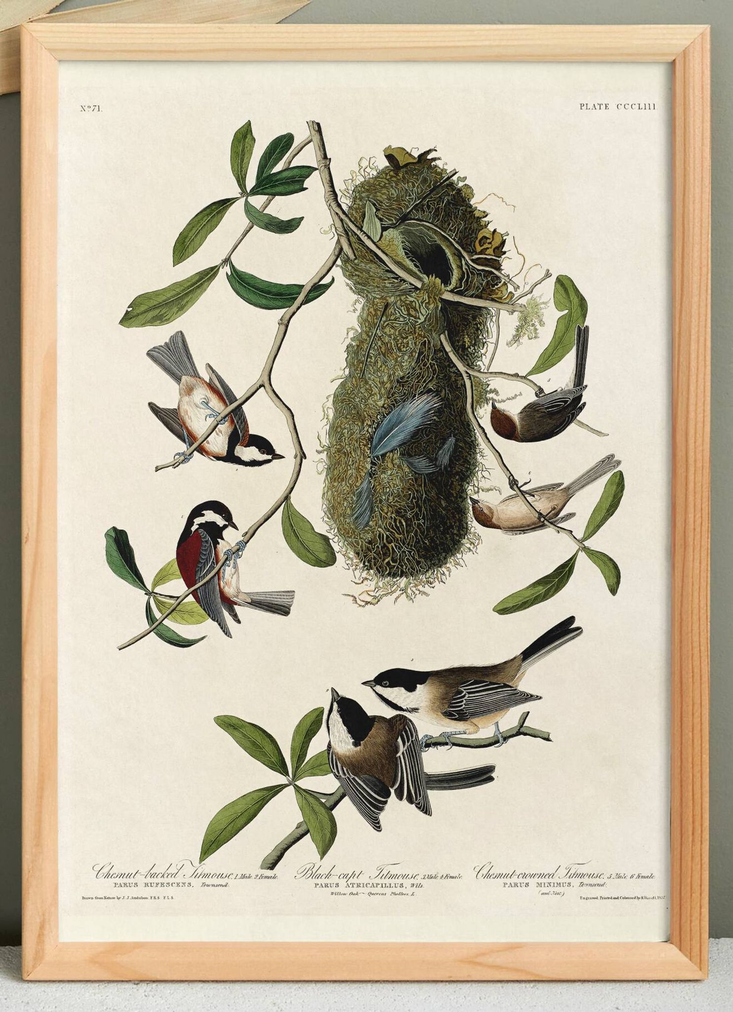 Affiche sur les Mésanges, d’après une gravure ancienne de 1827.