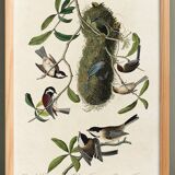 Poster about Tits, based on an old engraving from 1827.