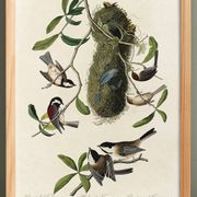 Affiche sur les Mésanges, d’après une gravure ancienne de 1827.