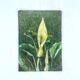2 botanical paintings