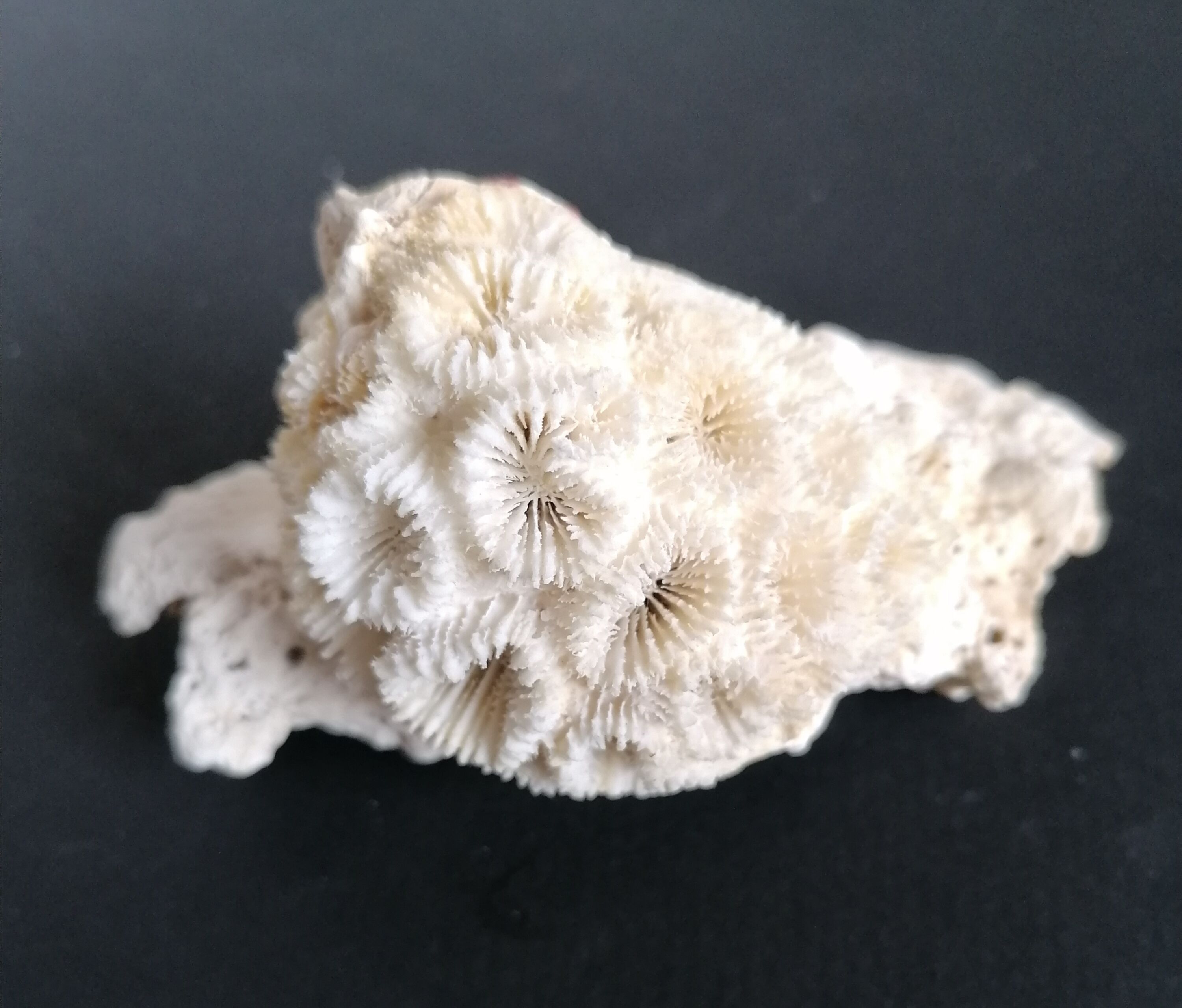 Authentic coral 10x6 cm