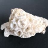 Authentic coral 10x6 cm