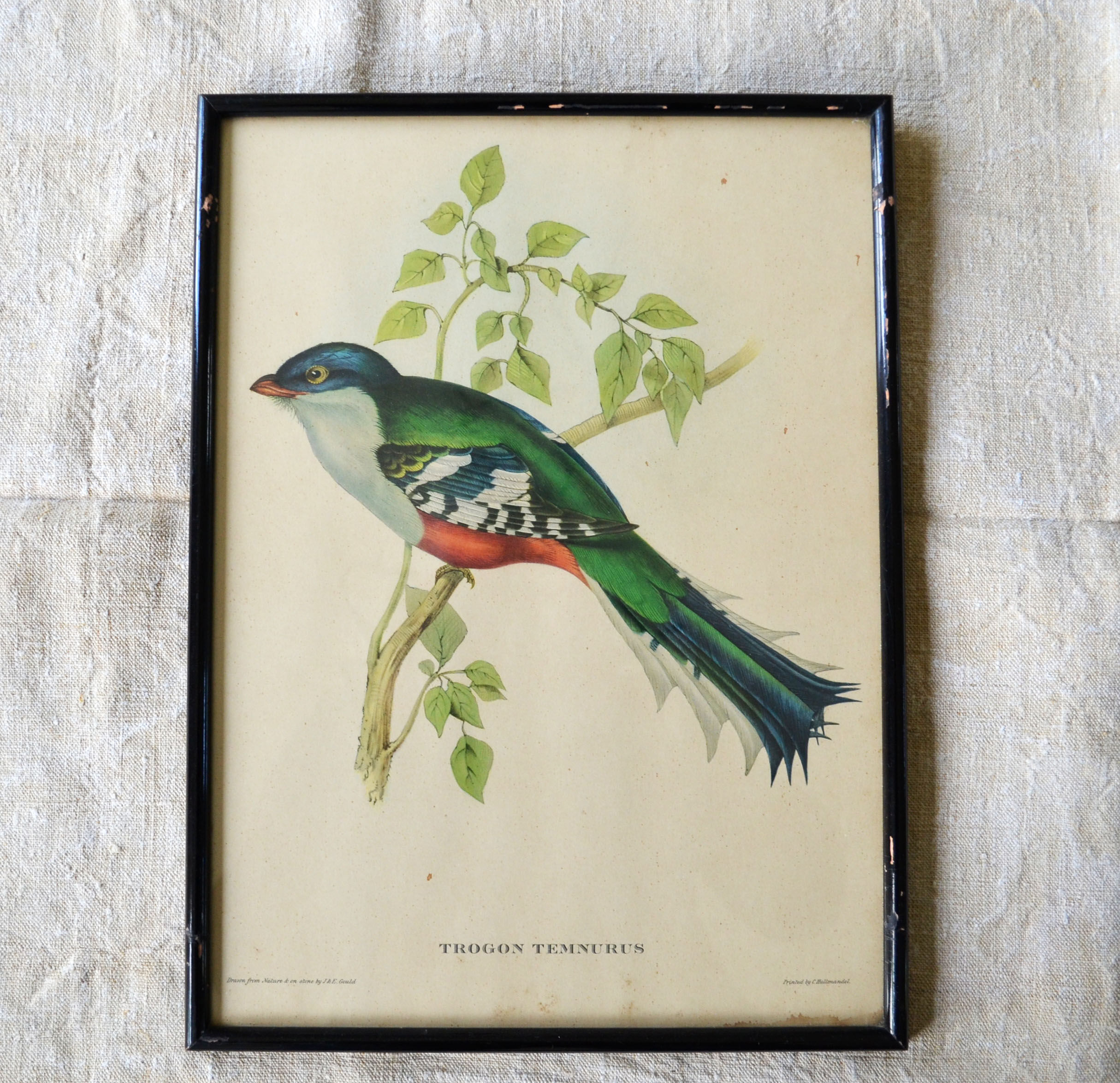 4 reproductions of naturalistic engravings exotic birds