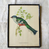 4 reproductions of naturalistic engravings exotic birds