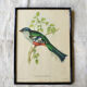 4 reproductions of naturalistic engravings exotic birds