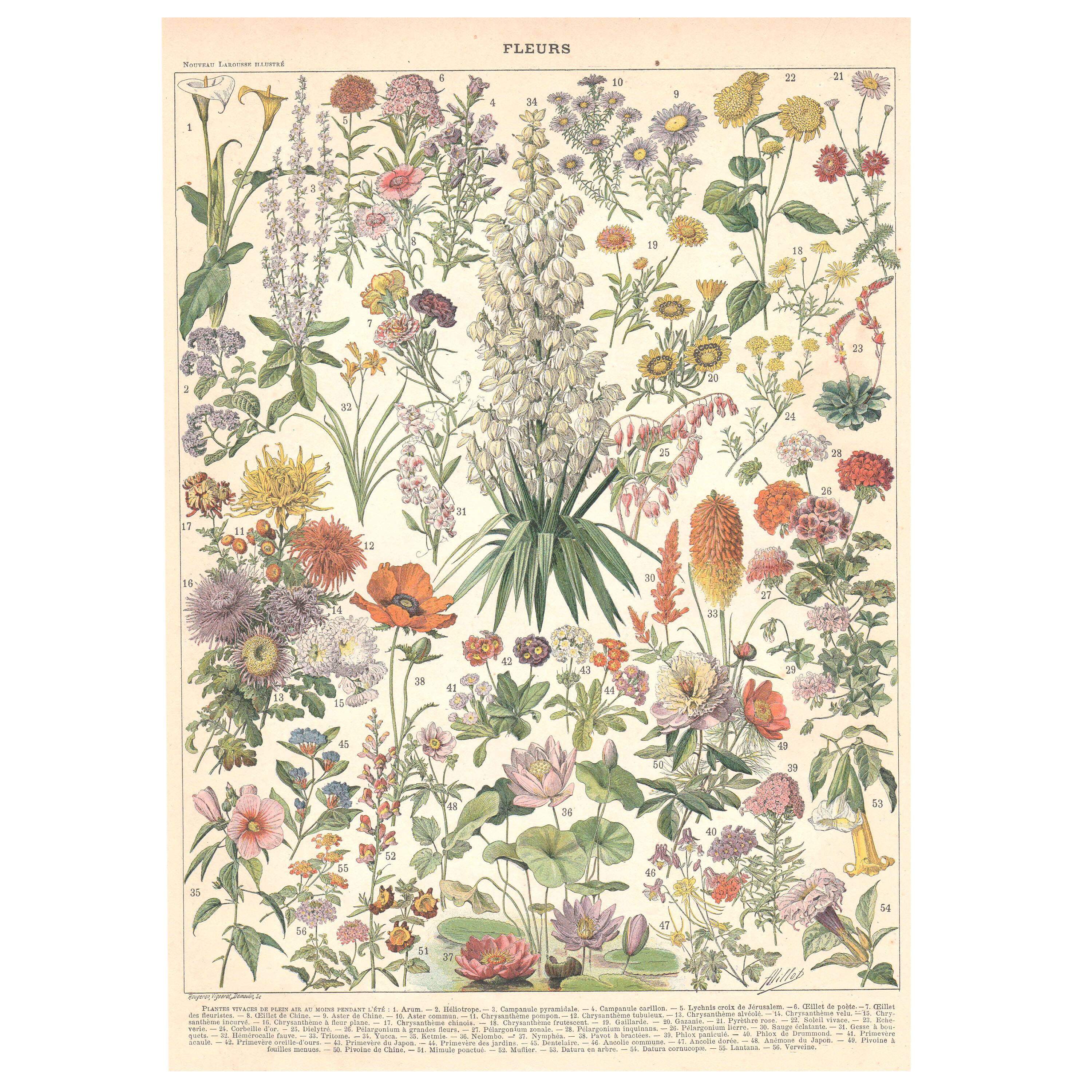 Old plate on flowers 1897