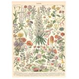 Planche ancienne sur les fleurs 1897