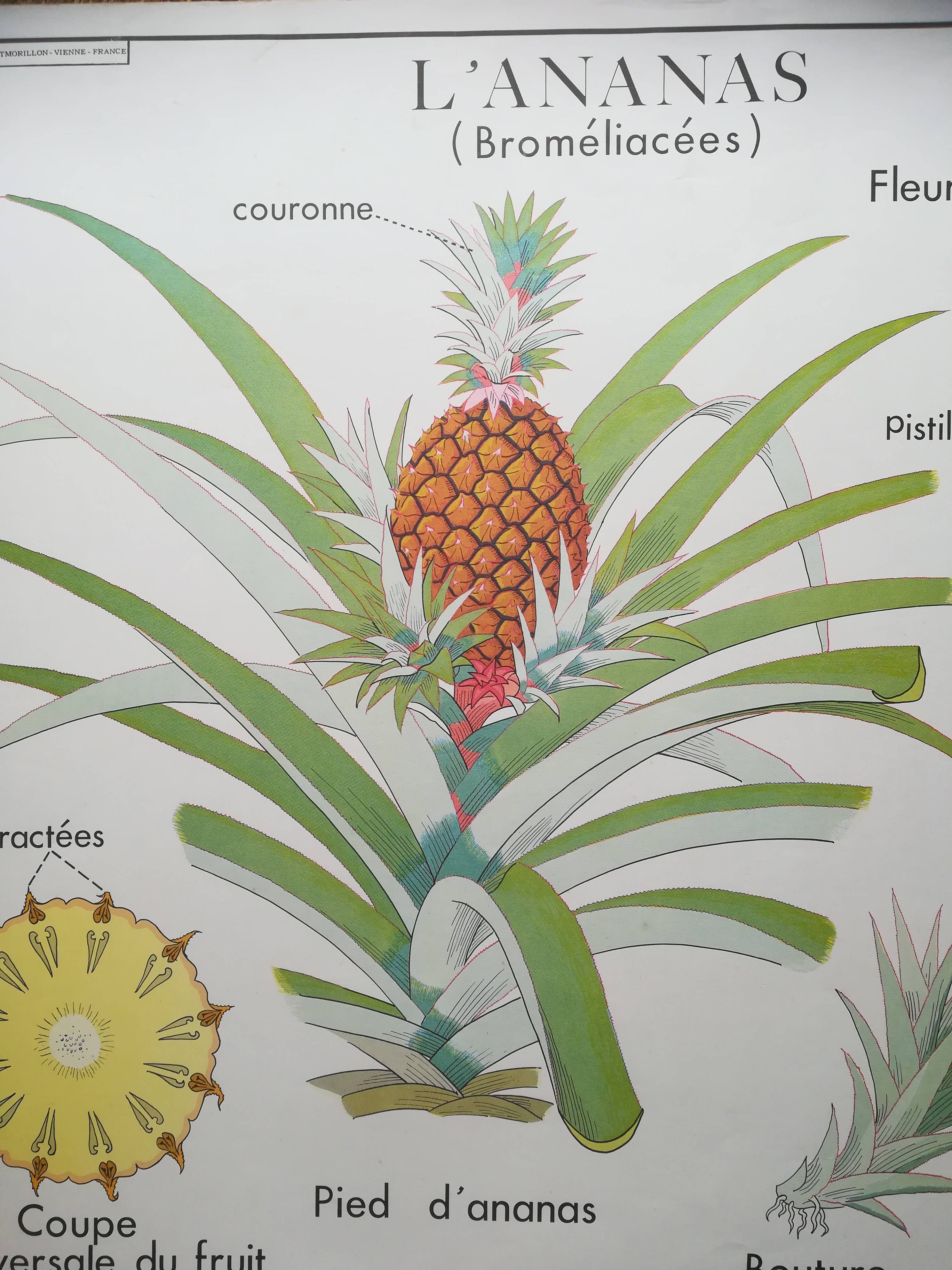 Rossignol pedagogical poster "The banana and pineapple" vintage.