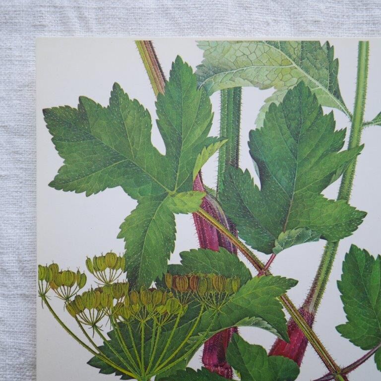 Set of 2 botanical boards Geigy