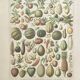 Golden frame - the Fruits - kitchen decor