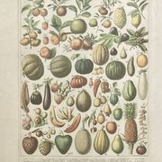Planche botanique sur les fruits, encadrement doré