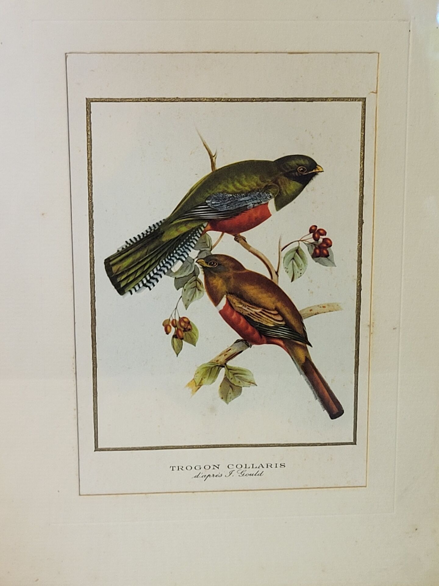 Cadre oiseaux