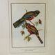 Cadre oiseaux