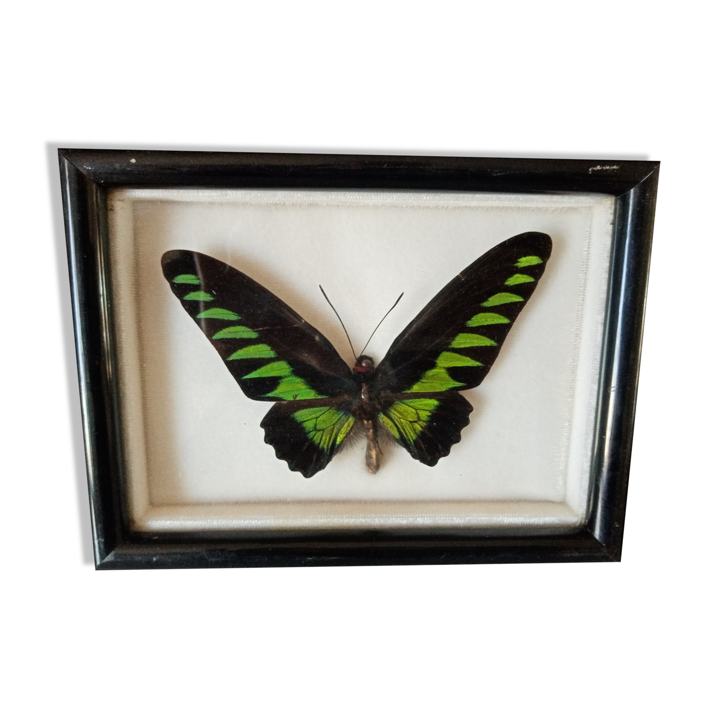 Exotic butterfly frame