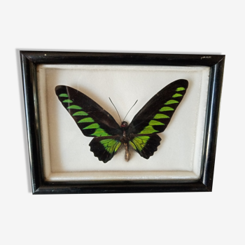 Cadre papillon exotique