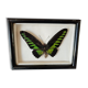 Exotic butterfly frame