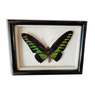 Cadre papillon exotique