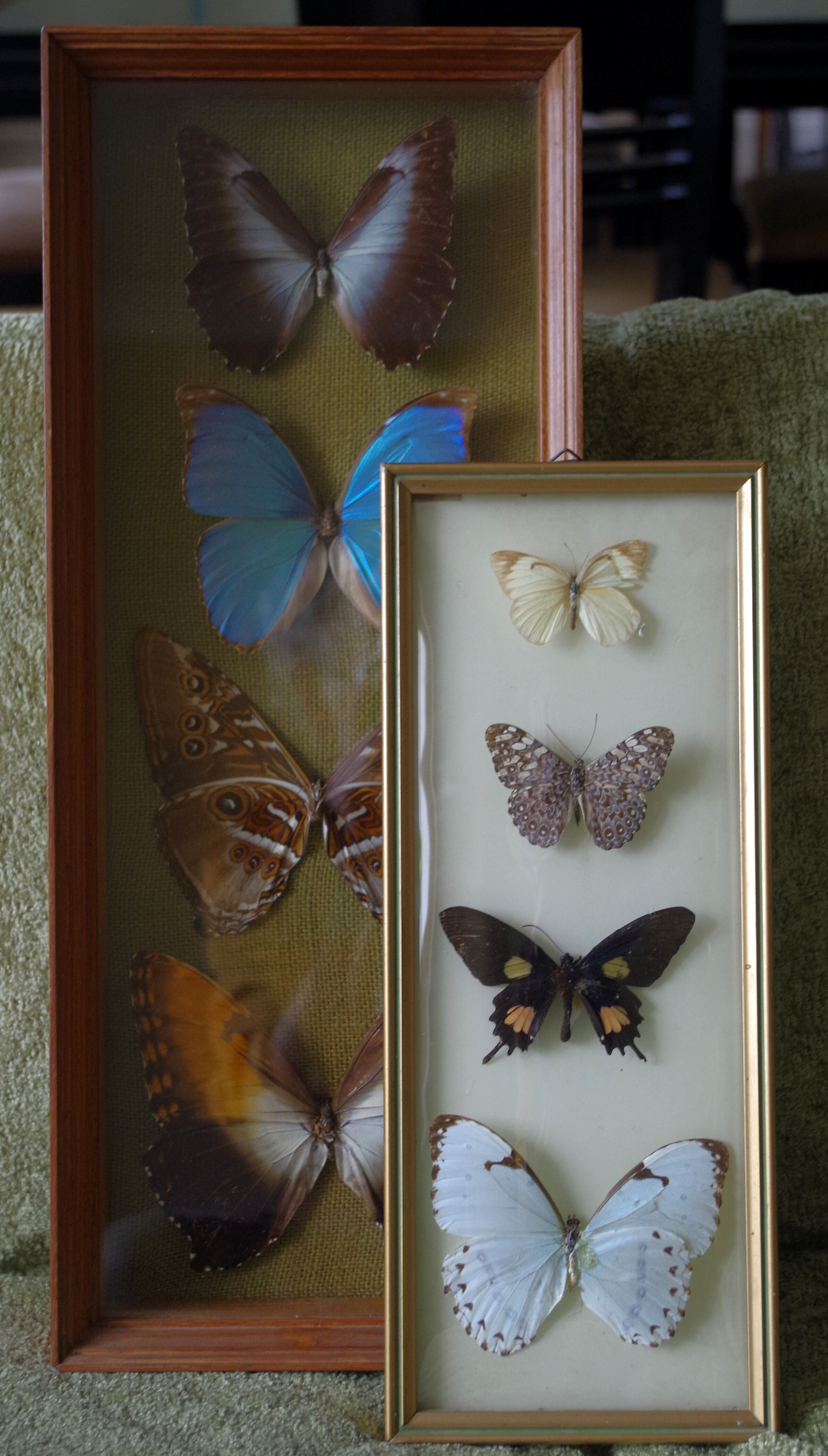 Naturalized butterflies