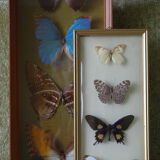 Naturalized butterflies